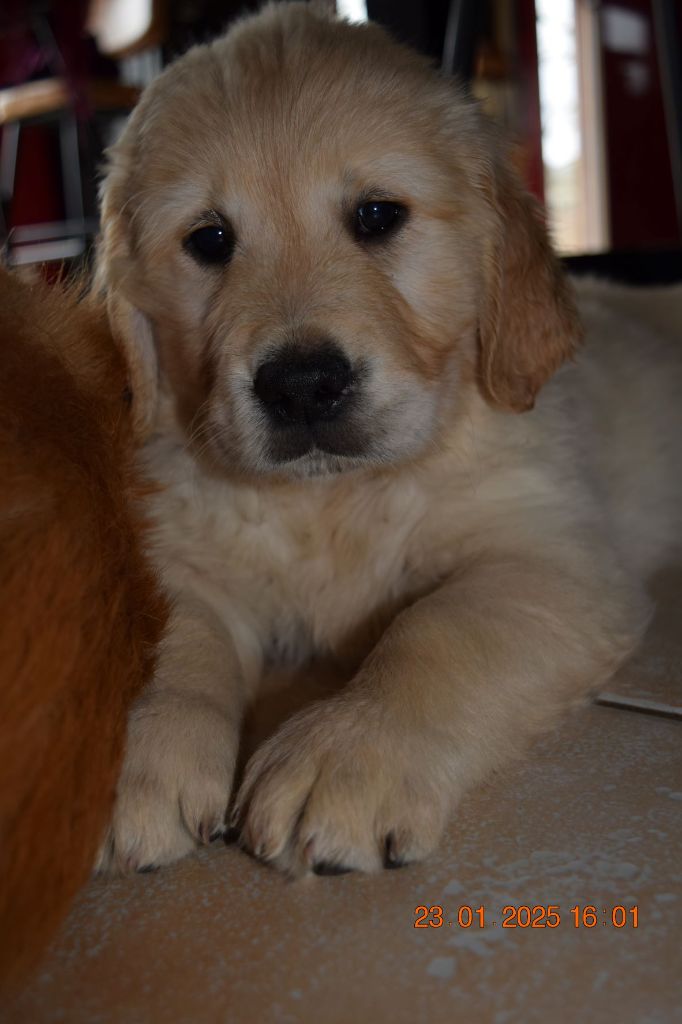 Du Haut Atlas - Chiot disponible  - Golden Retriever