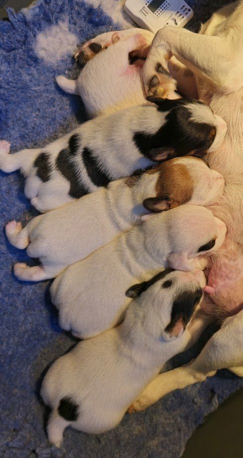 chiot Jack Russell Terrier Du Haut Atlas