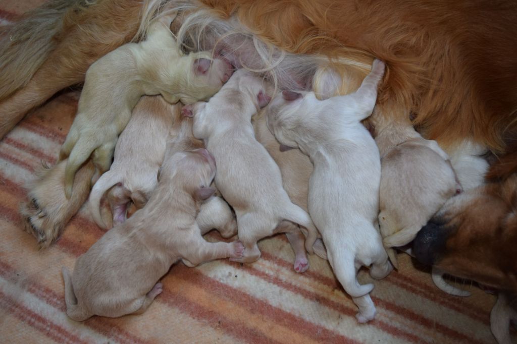 chiot Golden Retriever Du Haut Atlas