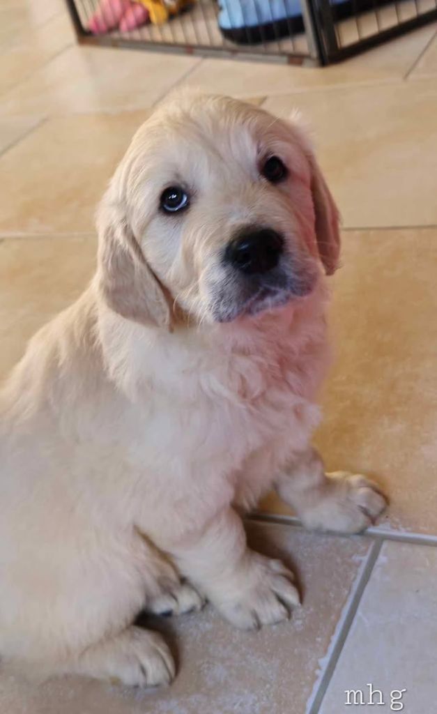 Du Haut Atlas - Chiot disponible  - Golden Retriever