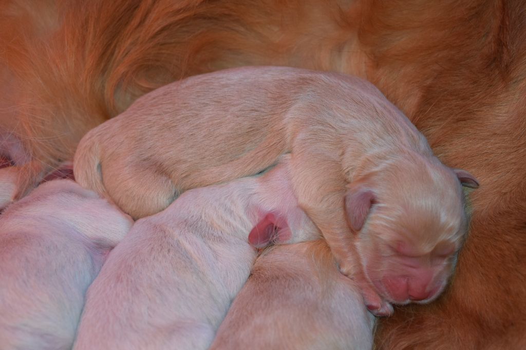 Du Haut Atlas - Chiot disponible  - Golden Retriever