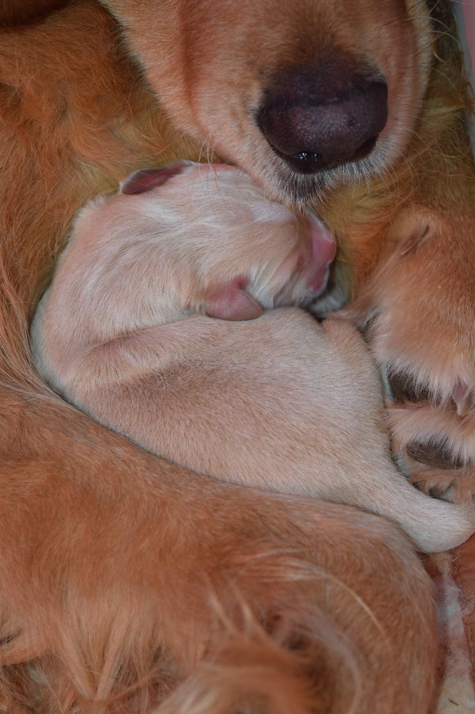 Du Haut Atlas - Chiot disponible  - Golden Retriever