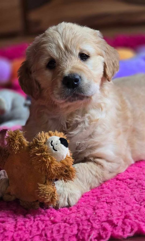 Du Haut Atlas - Chiot disponible  - Golden Retriever