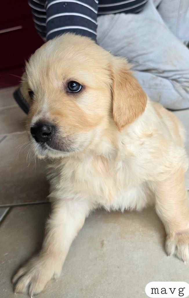 Du Haut Atlas - Chiot disponible  - Golden Retriever