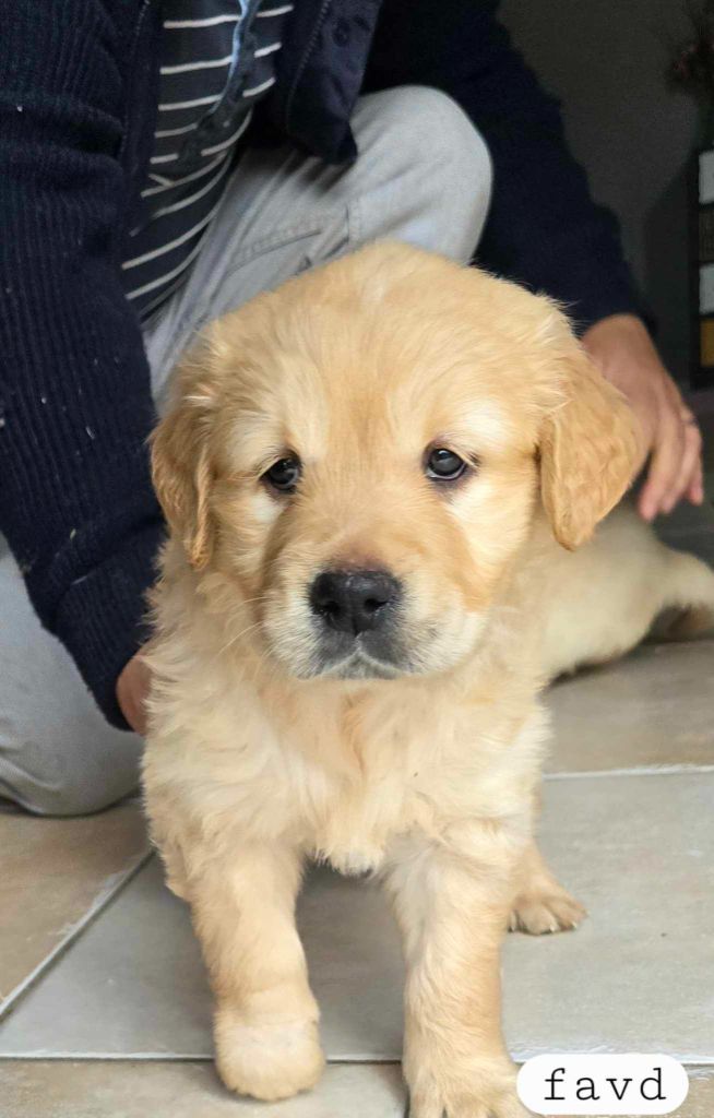 Du Haut Atlas - Chiot disponible  - Golden Retriever