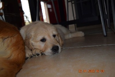 CHIOT 2