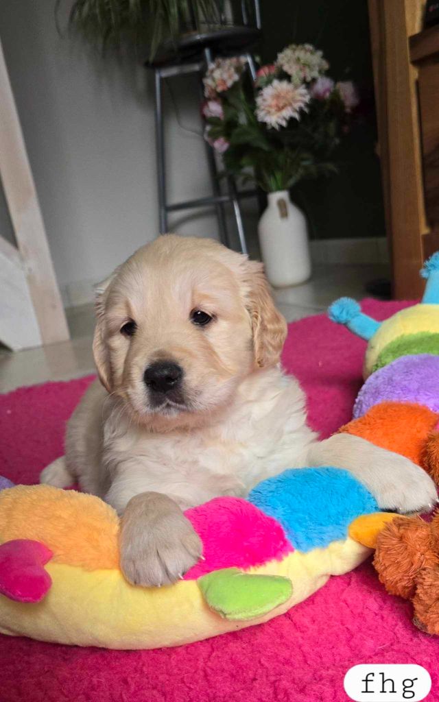 Du Haut Atlas - Chiot disponible  - Golden Retriever