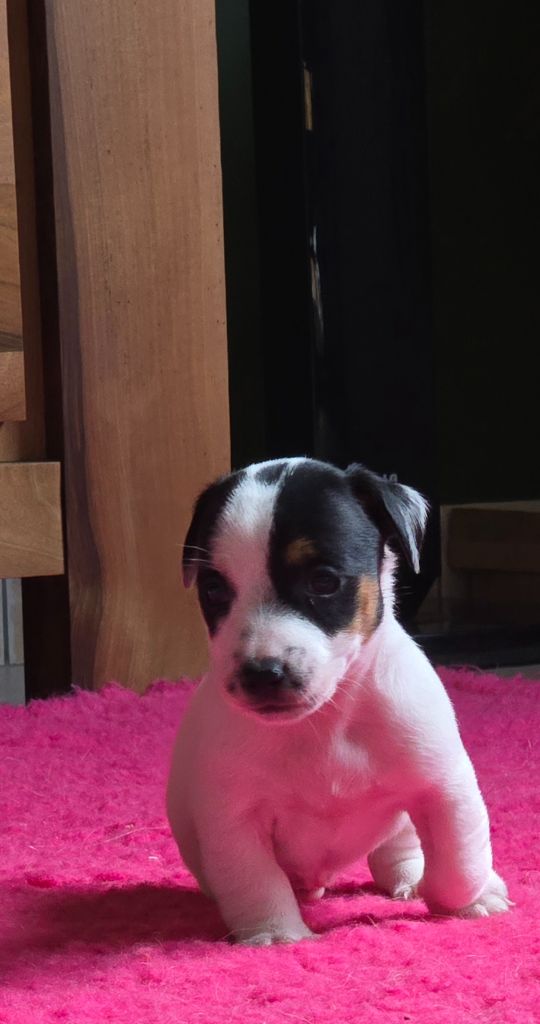 Du Haut Atlas - Chiot disponible  - Jack Russell Terrier