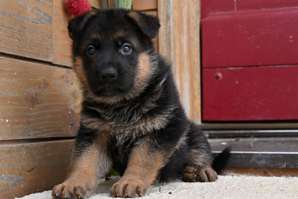 Du Haut Atlas - Chiots disponibles - Berger Allemand