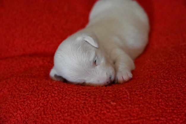 Du Haut Atlas - Chiots disponibles - Jack Russell Terrier