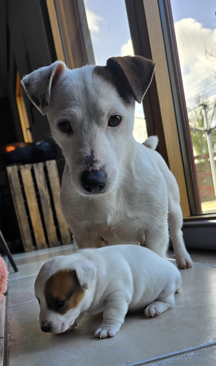 Chiot Jack Russell Terrier Du Haut Atlas