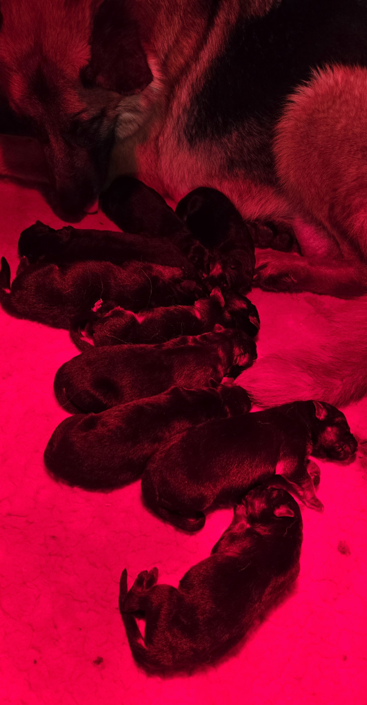 Chiot Berger Allemand Du Haut Atlas