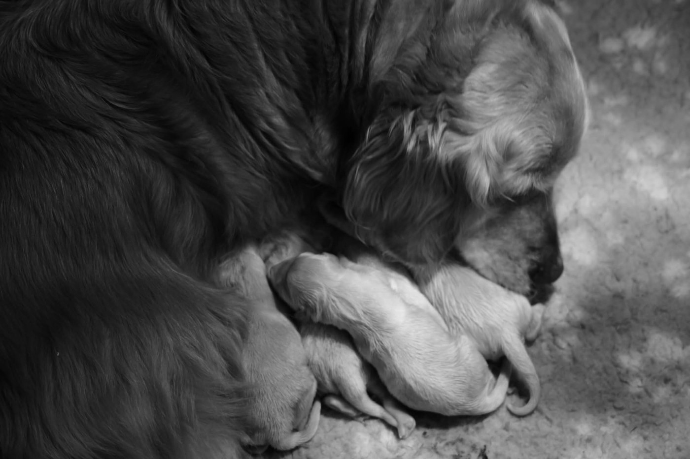 Chiot Golden Retriever Du Haut Atlas