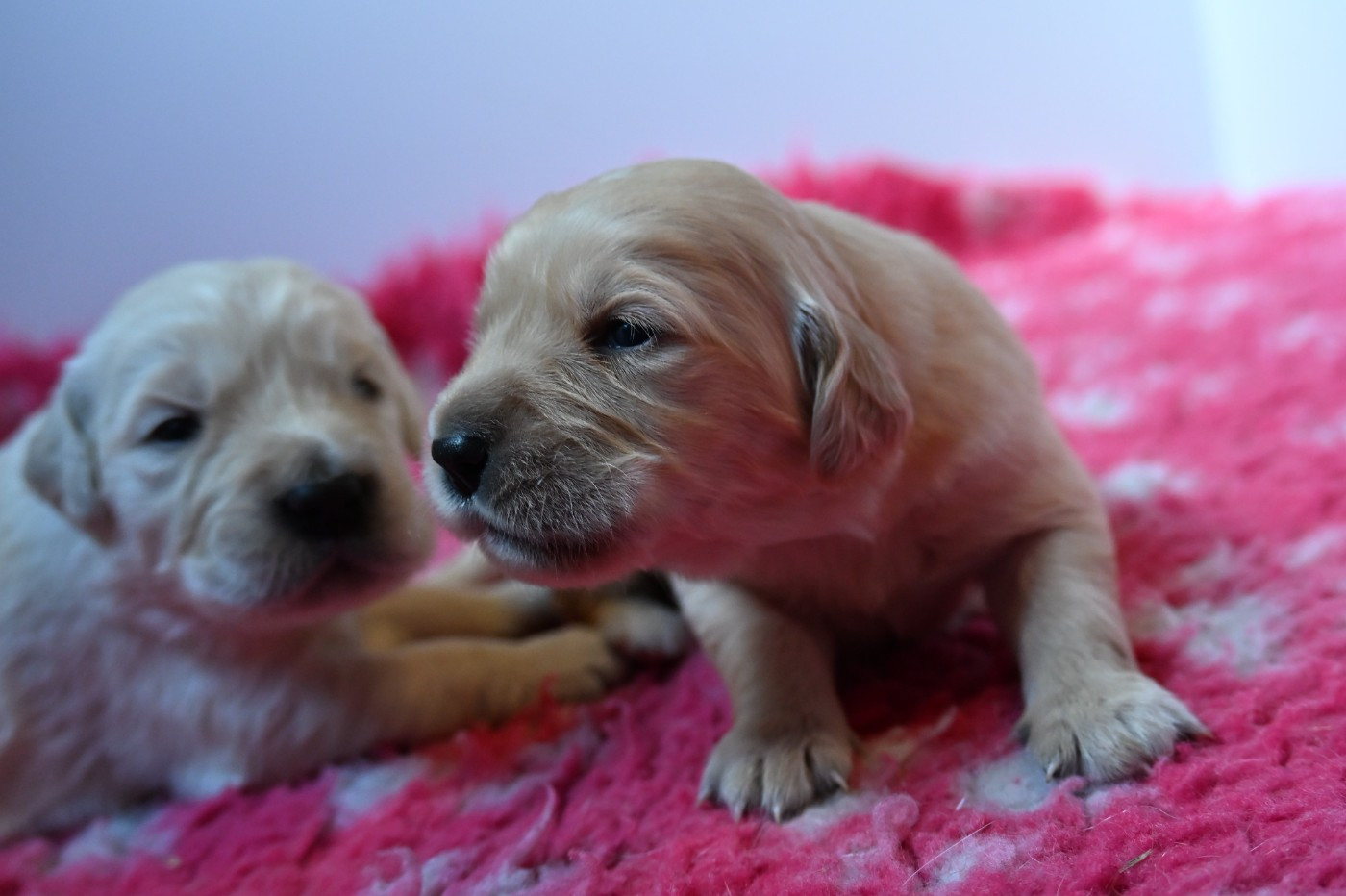 Du Haut Atlas - Chiots disponibles - Golden Retriever
