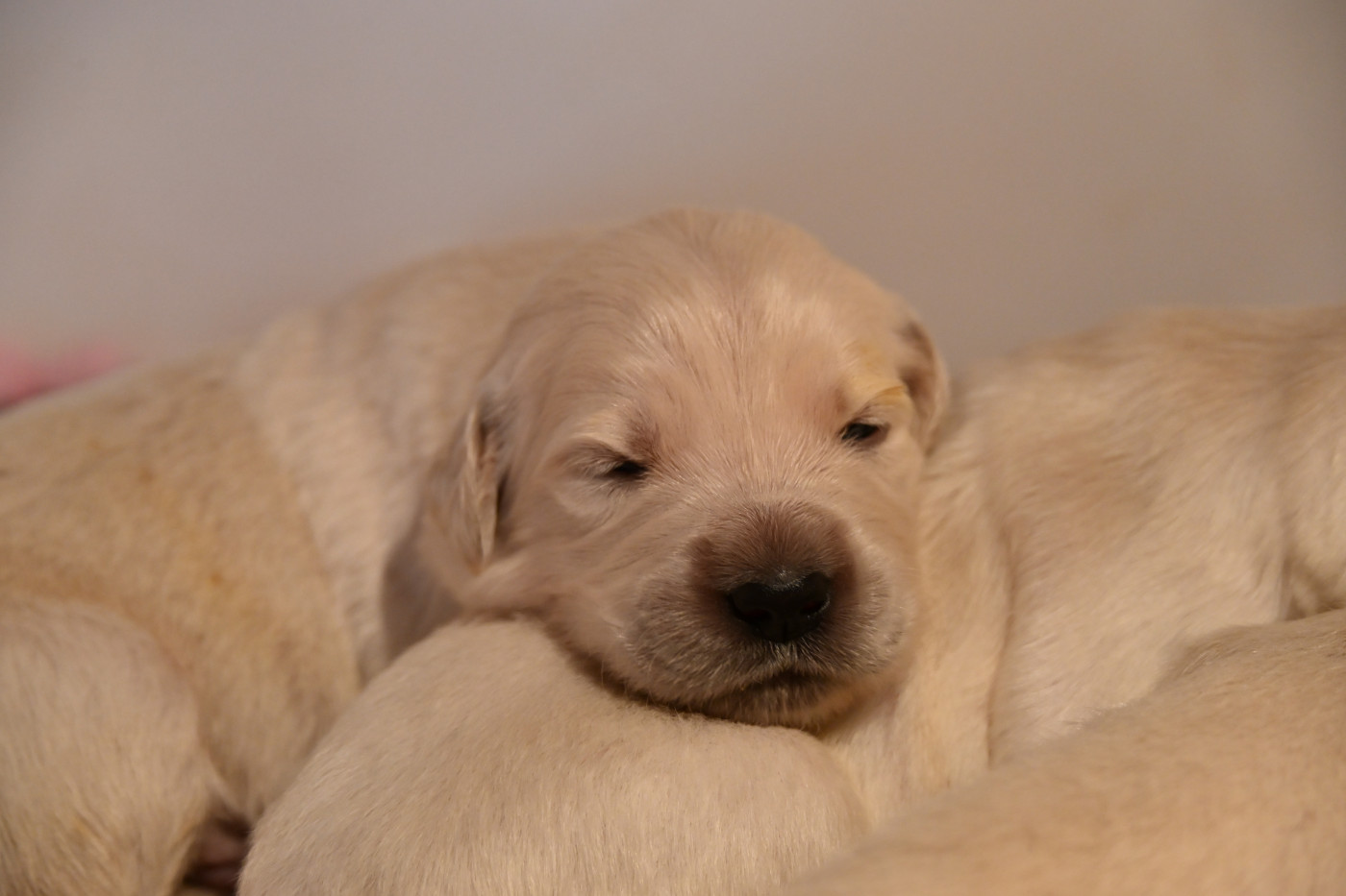 Du Haut Atlas - Golden Retriever - Portée née le 18/03/2026