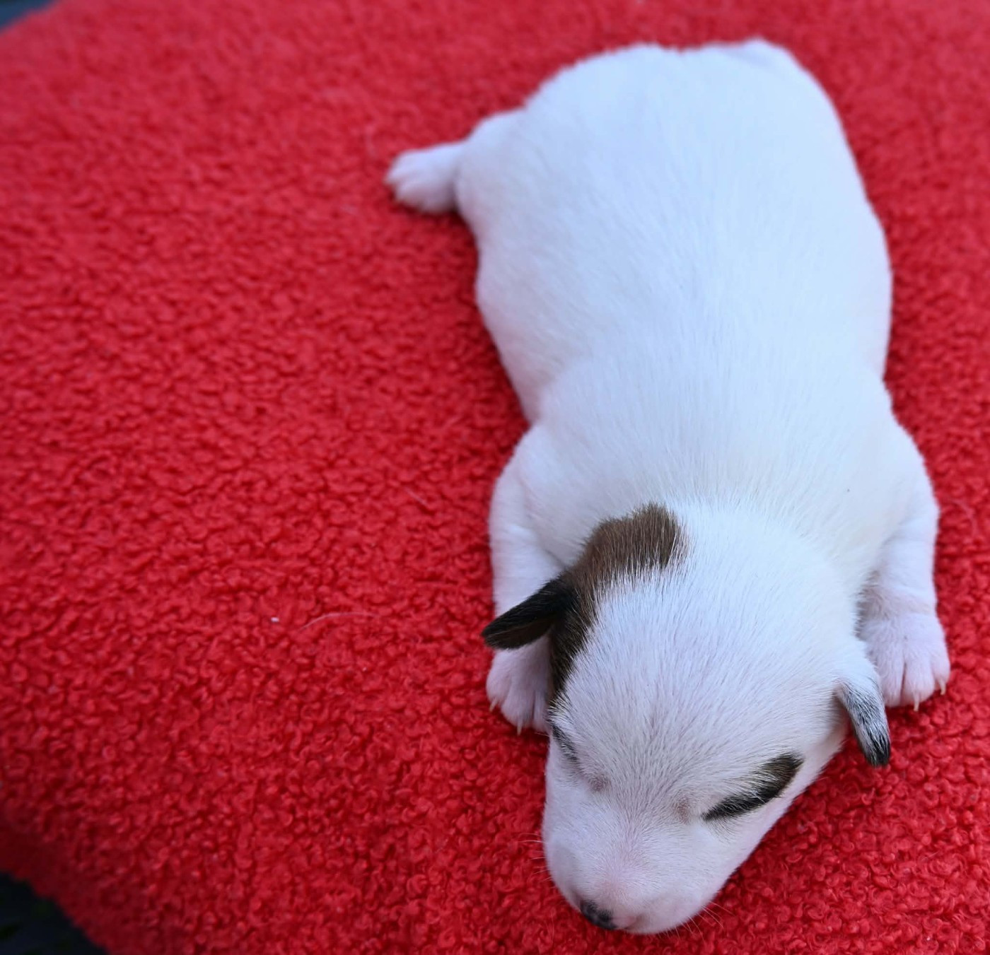 Du Haut Atlas - Chiots disponibles - Jack Russell Terrier