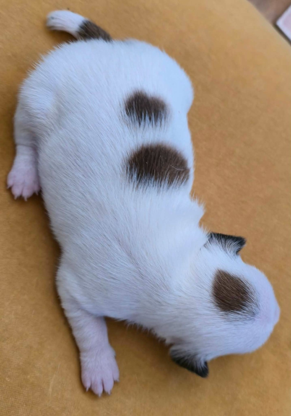Du Haut Atlas - Chiots disponibles - Jack Russell Terrier