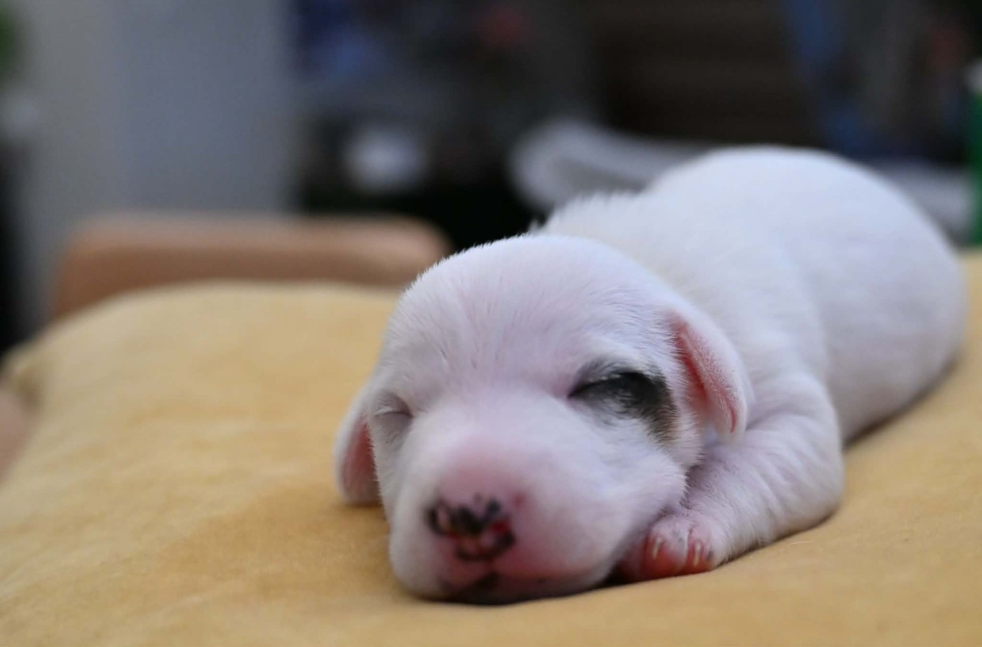 Du Haut Atlas - Chiots disponibles - Jack Russell Terrier