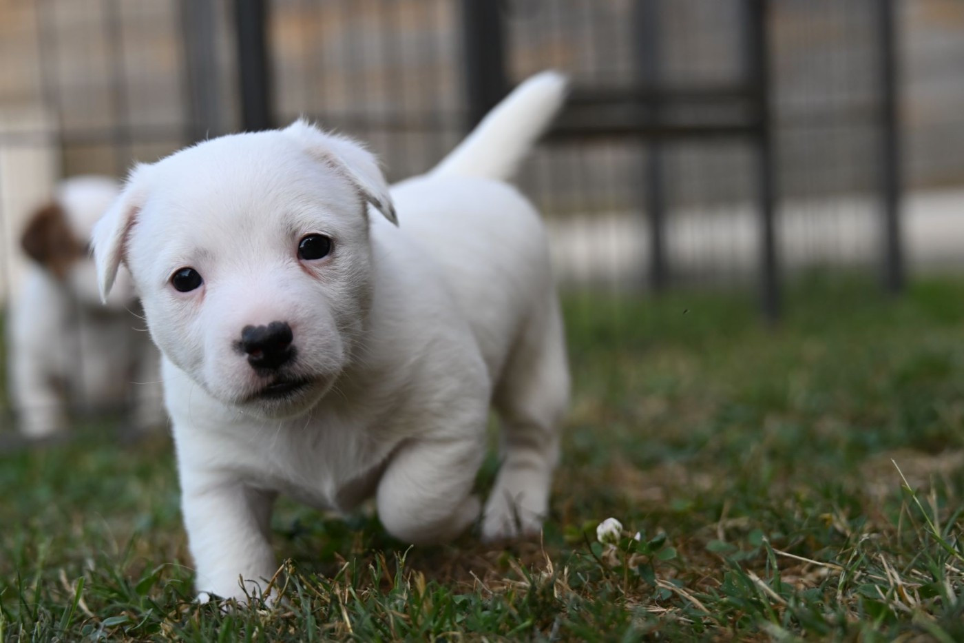 Du Haut Atlas - Chiots disponibles - Jack Russell Terrier