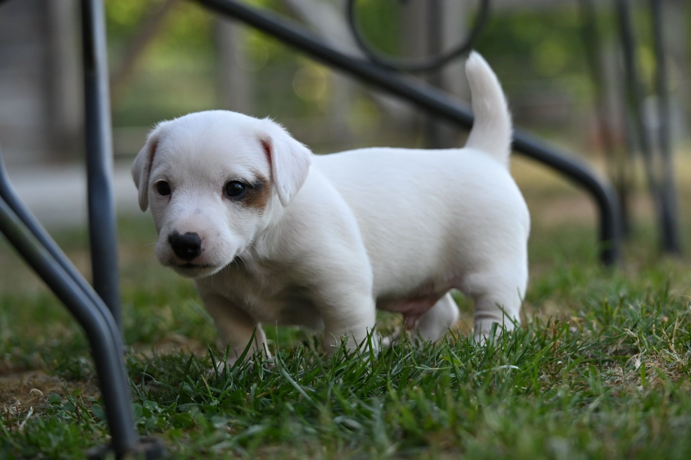 Du Haut Atlas - Chiots disponibles - Jack Russell Terrier
