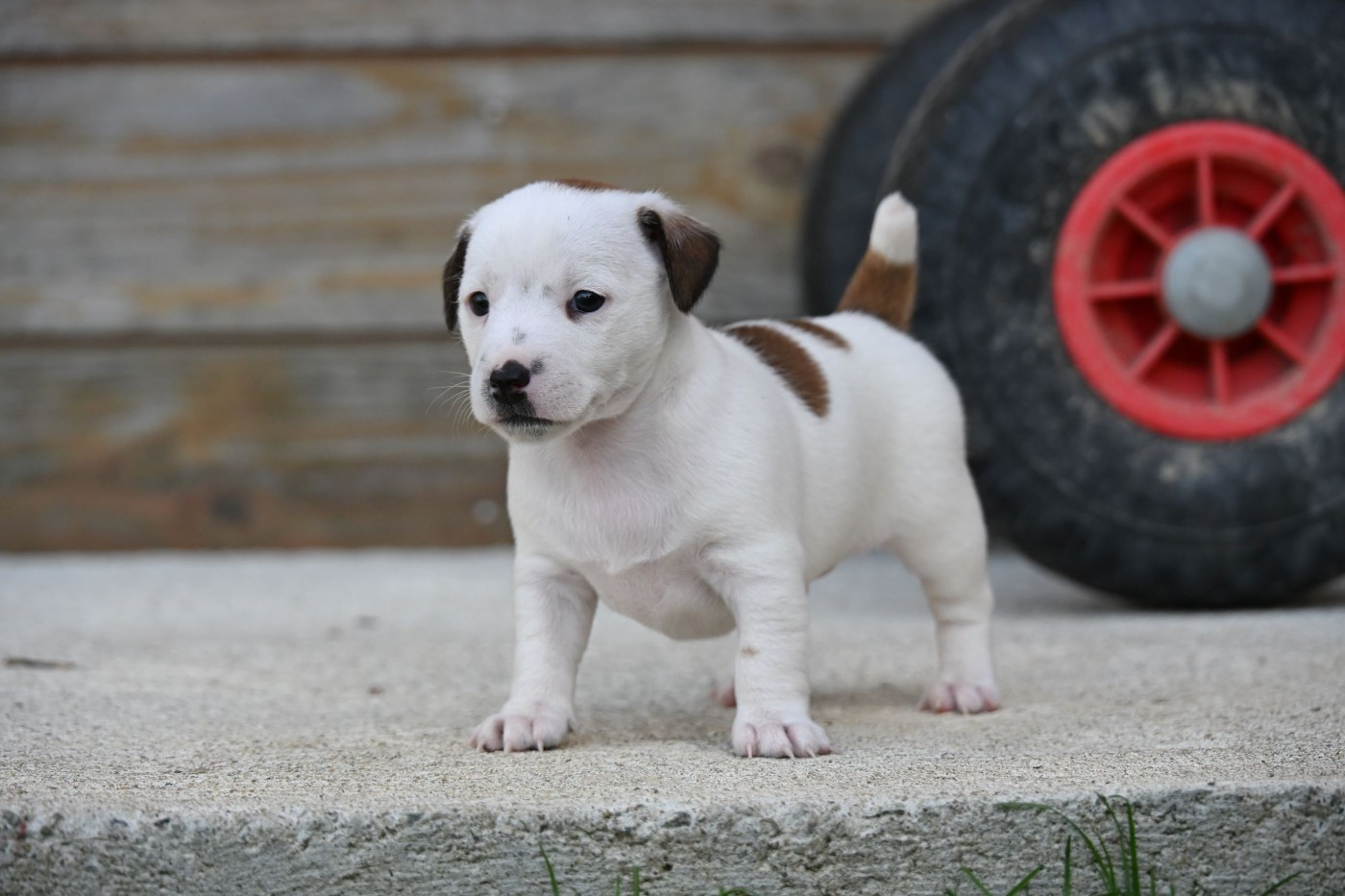 Du Haut Atlas - Chiots disponibles - Jack Russell Terrier