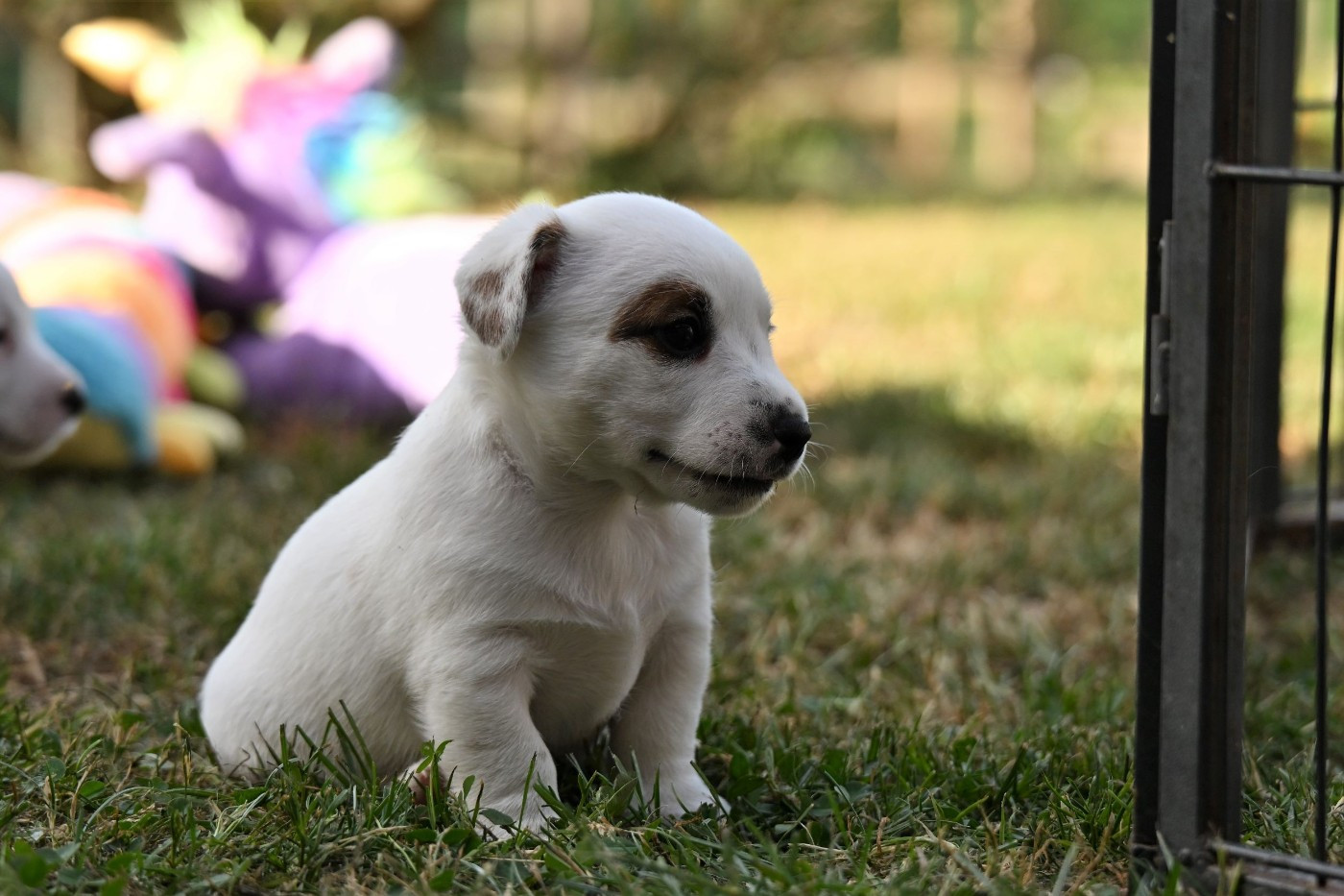 Du Haut Atlas - Chiots disponibles - Jack Russell Terrier