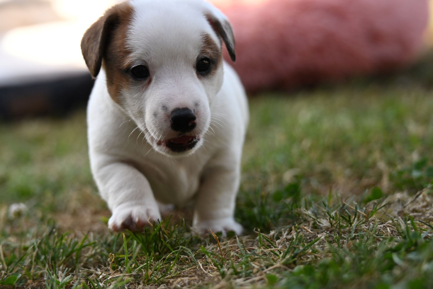 Du Haut Atlas - Chiots disponibles - Jack Russell Terrier