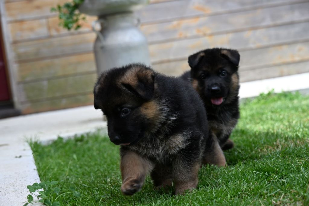 Du Haut Atlas - Chiots disponibles - Berger Allemand
