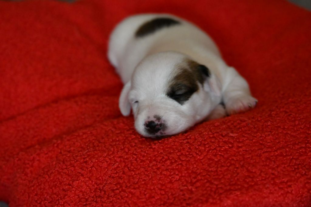 Du Haut Atlas - Chiots disponibles - Jack Russell Terrier