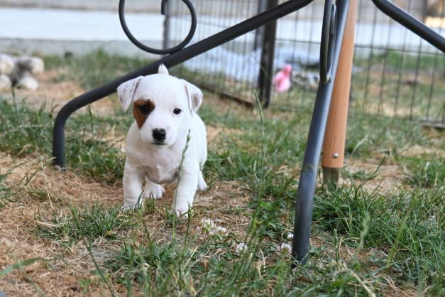 Du Haut Atlas - Chiots disponibles - Jack Russell Terrier