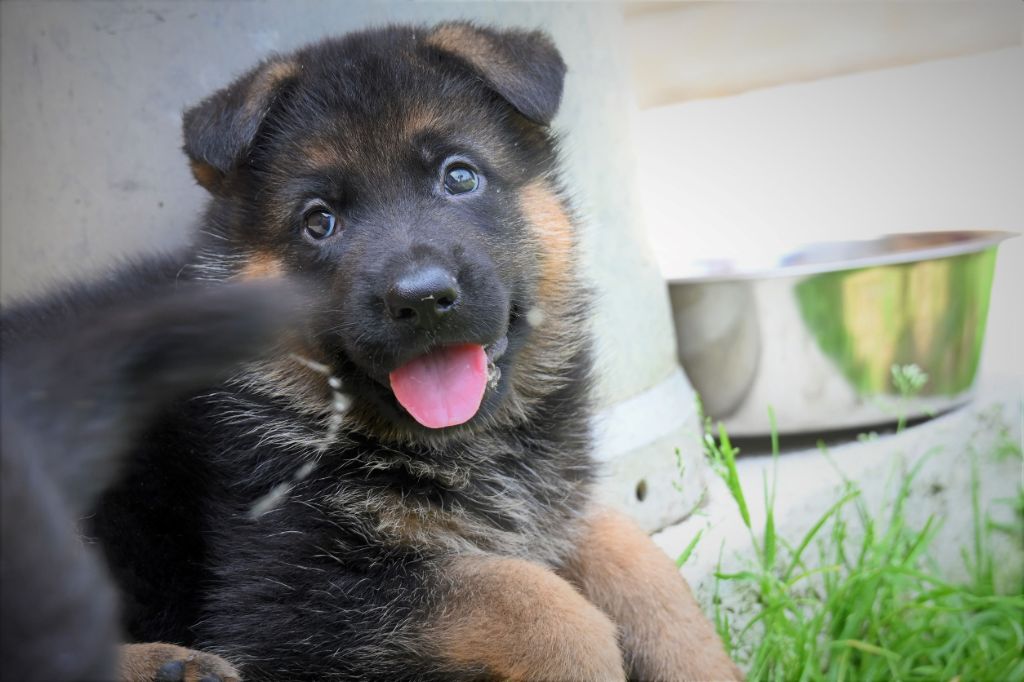 Du Haut Atlas - Chiots disponibles - Berger Allemand