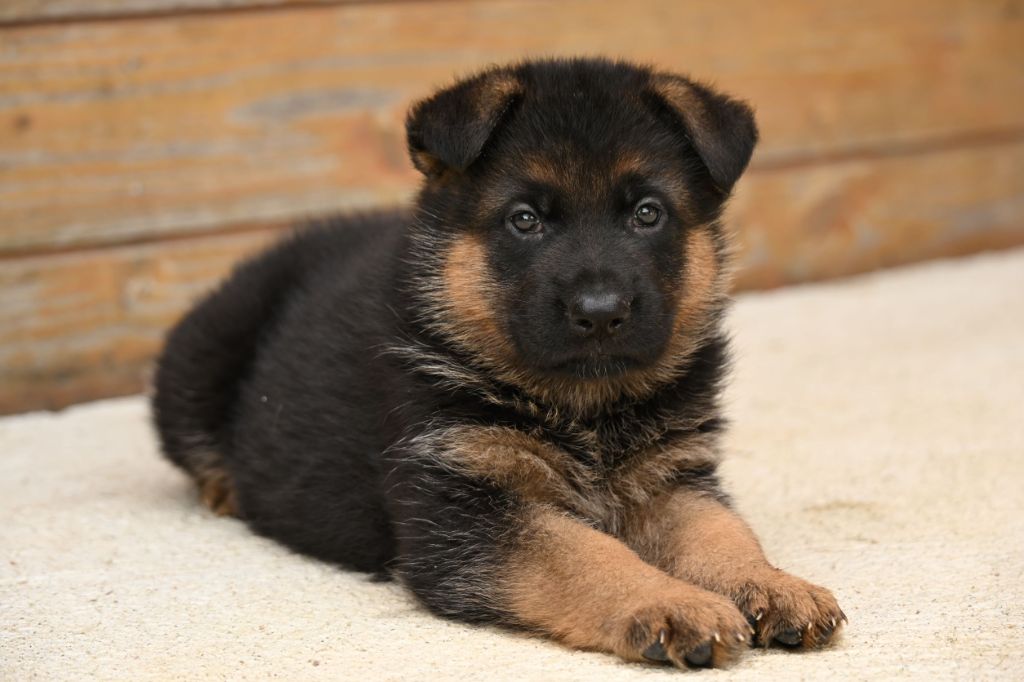 Du Haut Atlas - Chiots disponibles - Berger Allemand