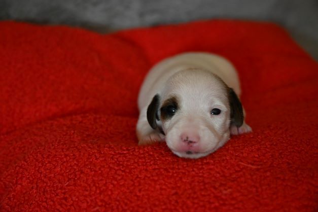 Du Haut Atlas - Chiots disponibles - Jack Russell Terrier