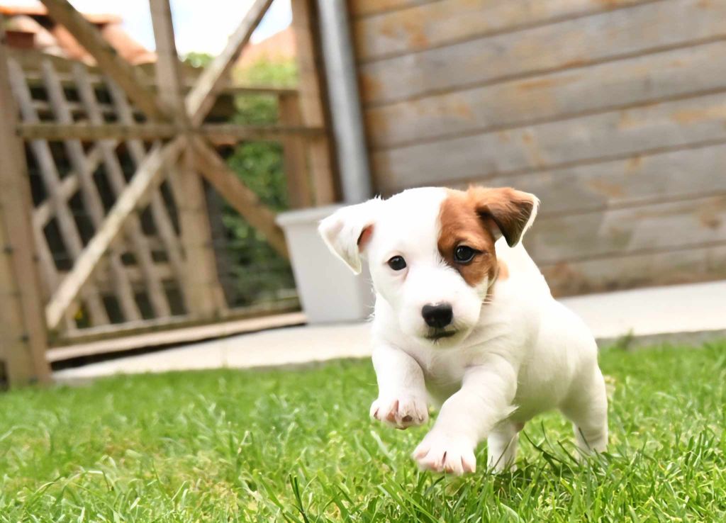 Du Haut Atlas - Chiots disponibles - Jack Russell Terrier