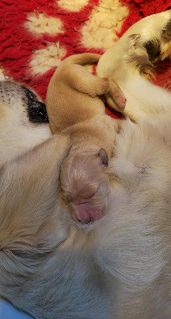 Du Haut Atlas - Chiots disponibles - Golden Retriever