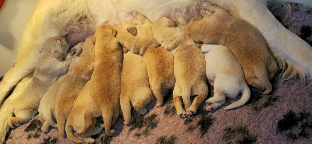 Du Haut Atlas - Golden Retriever - Portée née le 29/09/2025