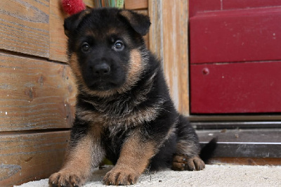 CHIOT 4