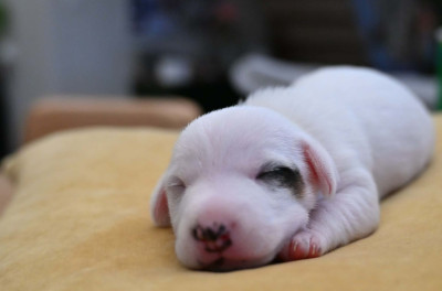 Chiot N°4