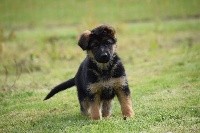 CHIOT