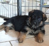 CHIOT