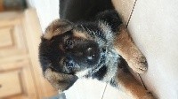 CHIOT