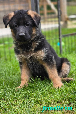 CHIOT 9