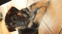 CHIOT