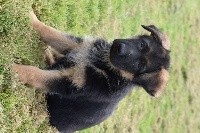CHIOT