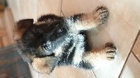 CHIOT