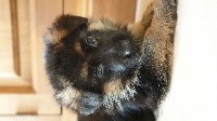 CHIOT