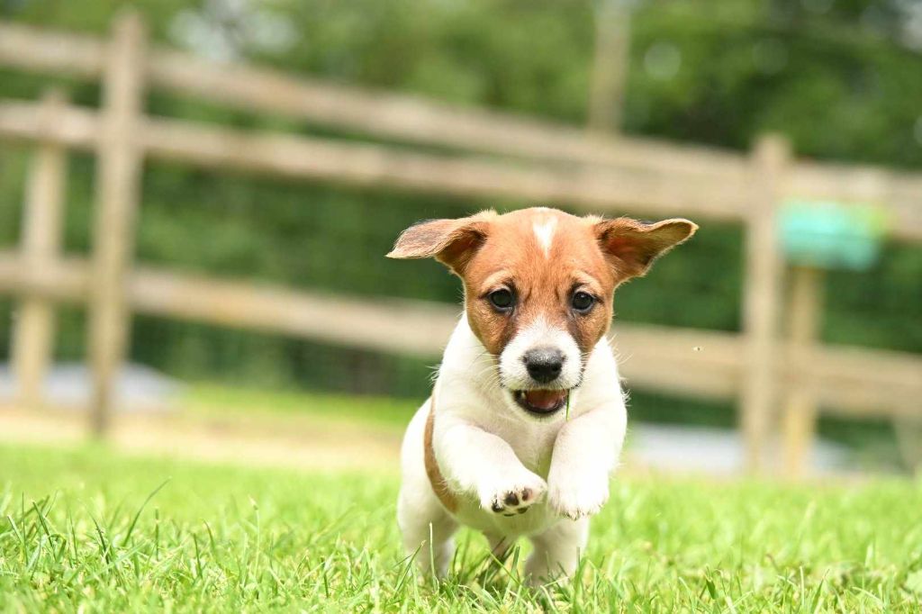 Du Haut Atlas - Chiots disponibles - Jack Russell Terrier