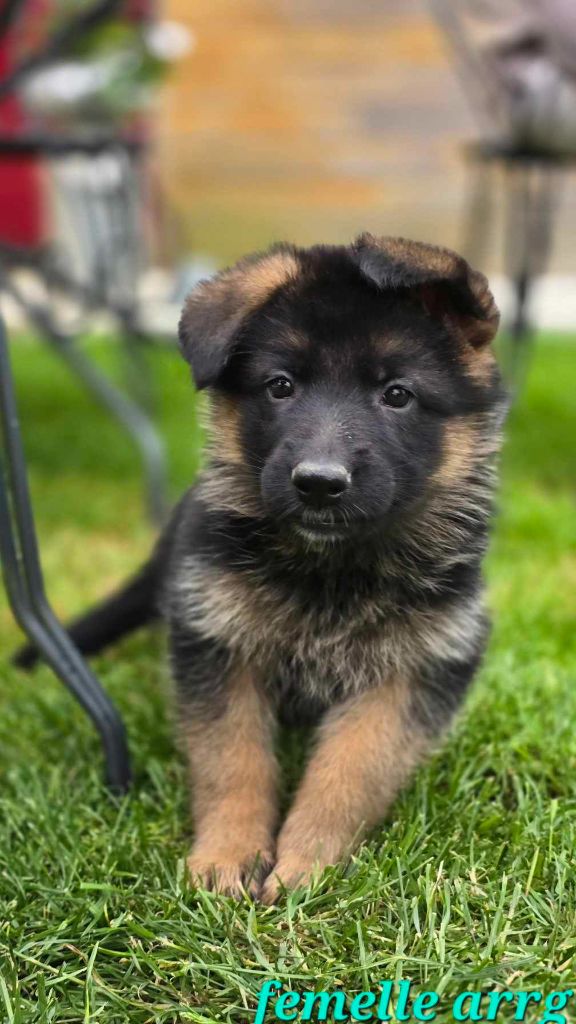 Du Haut Atlas - Chiots disponibles - Berger Allemand