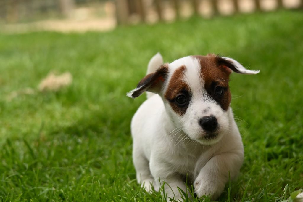 Du Haut Atlas - Chiots disponibles - Jack Russell Terrier