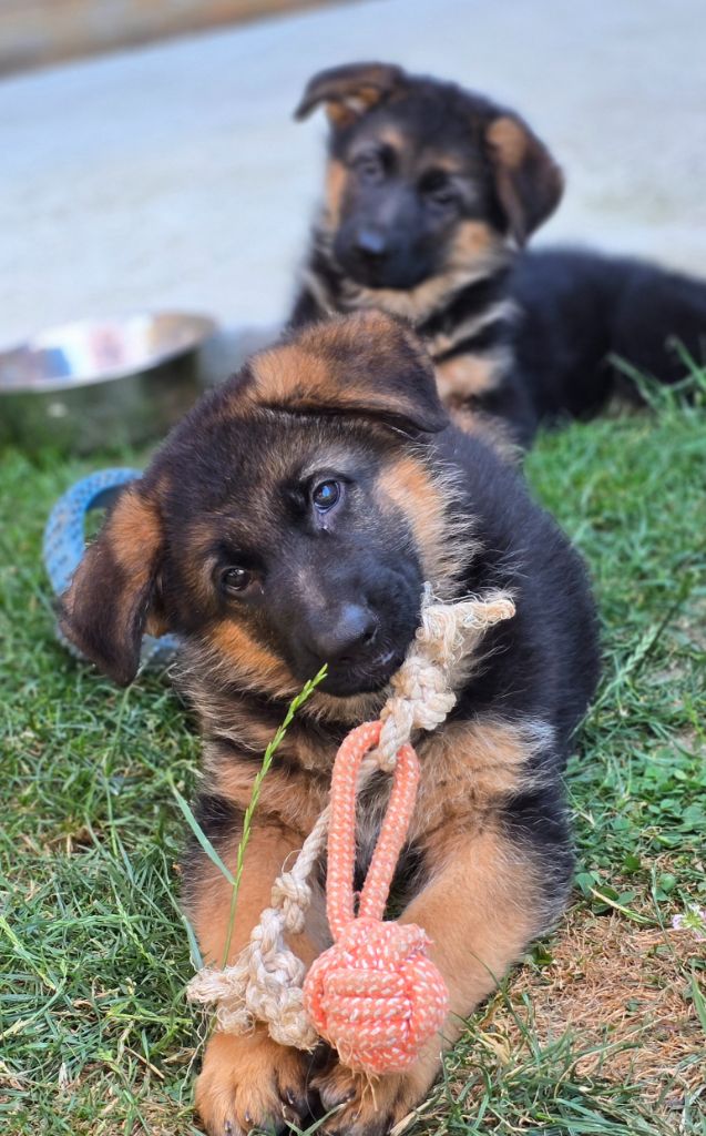 Du Haut Atlas - Chiots disponibles - Berger Allemand